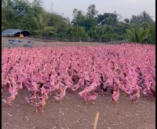 Nhiều người thắc mắc vì sao đàn vịt có màu hồng