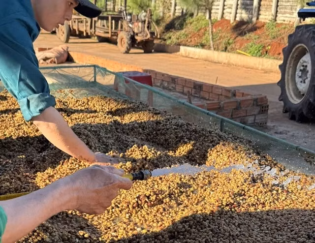 Cà phê ngày càng có giá