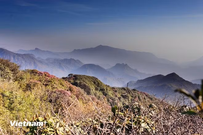 Bạt ngàn hoa đỗ quyên trên những cánh rừng của Tây Bắc. (Ảnh: Mai Mai/Vietnam+)