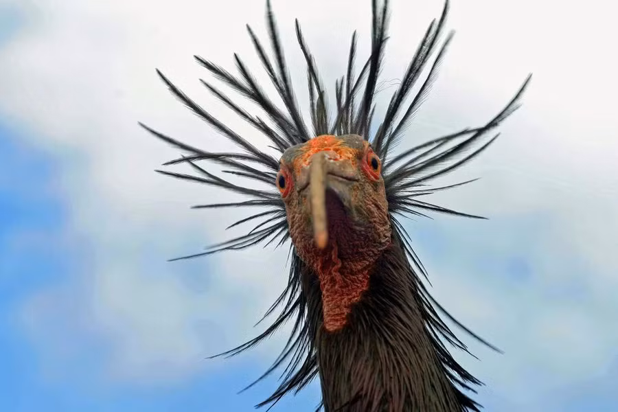 ẢNH: WALDRAPPTEAM NATURSCHUTZ &amp; FORSCHUNG