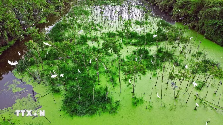 Vườn Tư Sự, một trong những điểm nhấn thu hút du khách tìm đến tham quan, trải nghiệm của huyện Thới Bình. (Ảnh: Huỳnh Anh/TTXVN)