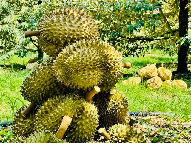 Xuất khẩu sầu riêng vào Nhật Bản tăng 3 con số. ẢNH: CHÍ NHÂN