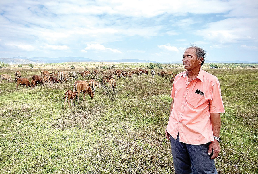 Ông Nguyễn Kim Tống cho biết mình chỉ mới học hết lớp 3, khởi nghiệp khi đã gần 50 tuổi nhưng với niềm đam mê bò và đồng cỏ, ông đã gầy dựng nên cơ nghiệp. Ảnh: M.P