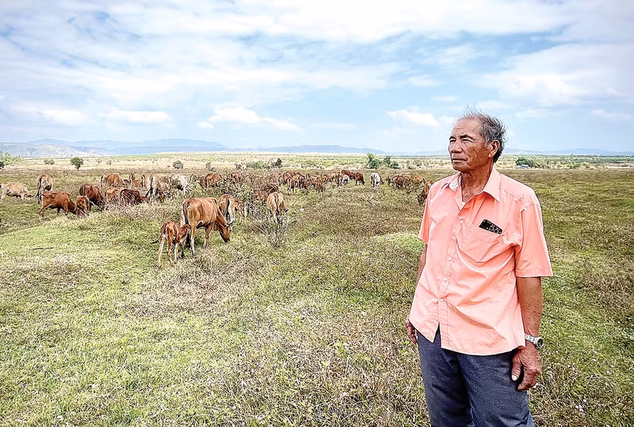 Ông Nguyễn Kim Tống cho biết mình chỉ mới học hết lớp 3, khởi nghiệp khi đã gần 50 tuổi nhưng với niềm đam mê bò và đồng cỏ, ông đã gầy dựng nên cơ nghiệp. Ảnh: M.P