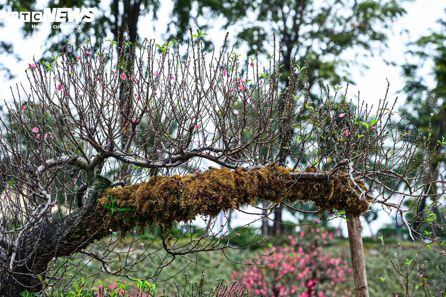 Rêu được lựa chọn kỹ, nuôi trồng trong thời gian dài để đảm bảo độ bám chắc, phủ đều thân cây mà không ảnh hưởng đến sinh trưởng của đào.