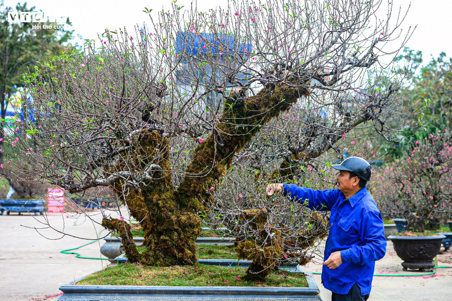 Theo các chủ vườn, lớp rêu không chỉ tạo vẻ ngoài phong trần cho cây mà còn đóng vai trò quan trọng trong việc giữ độ ẩm, giúp nuôi dưỡng mầm nụ và duy trì sức sống cho đào trong suốt thời gian trưng bày dịp Tết.