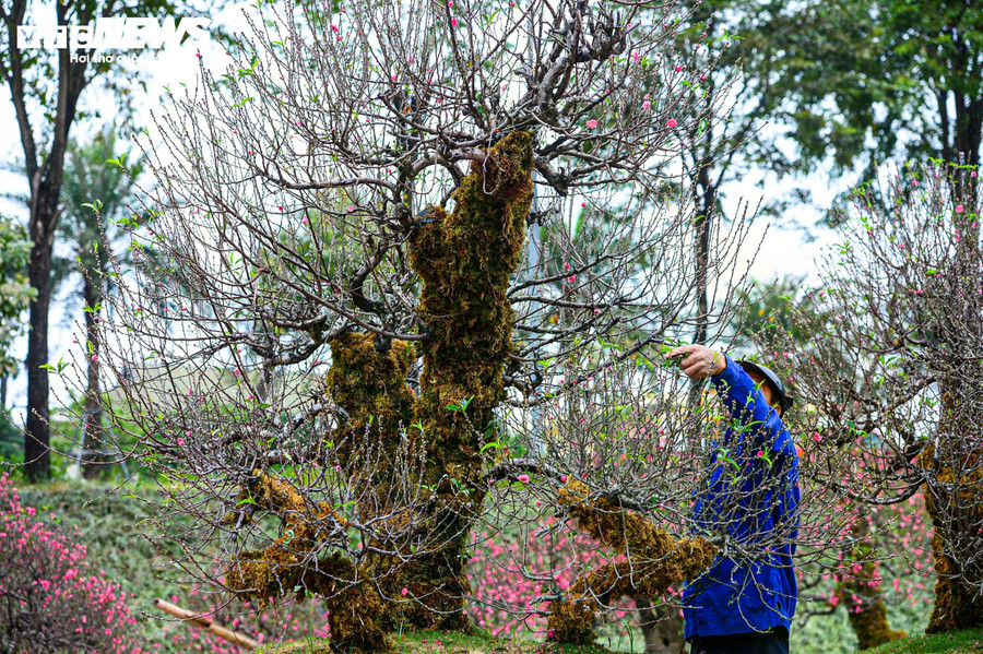 Bên cạnh việc đắp rêu, các gốc đào còn được chỉnh sửa cành, tỉa nụ để hoa nở đúng thời điểm. Từ dáng thô ban đầu, qua quá trình chăm sóc, cây dần hoàn thiện hình dáng, sẵn sàng bung nở khi xuân về.