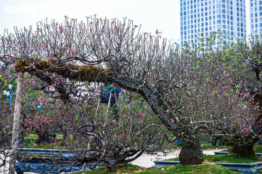 Trước đây, người chơi đào rừng thường chú trọng đến những yếu tố như gốc to, thân chắc, có mốc, có nấm hoặc rêu mọc tự nhiên. Nắm bắt thị hiếu đó, nhiều nhà vườn tại các tỉnh miền núi đã chủ động chăm sóc đào theo hướng giữ được nét cổ kính, đồng thời gia tăng giá trị thẩm mỹ và độ bền của cây bằng việc đắp rêu giữ ẩm cho thân và gốc đào.