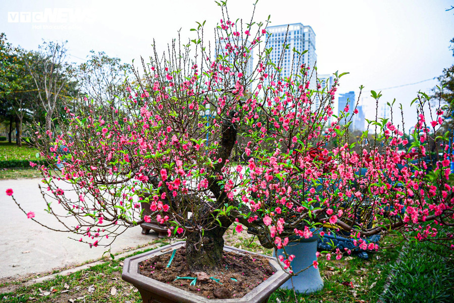 Cuối tháng 1, thị trường hoa cảnh tại Hà Nội trở nên sôi động với sự xuất hiện của nhiều loại đào phục vụ nhu cầu chơi Tết của người dân. Bên cạnh đào Nhật Tân truyền thống hay đào rừng, vài năm gần đây, những gốc đào cổ thụ được chăm sóc công phu, phủ rêu xanh ngày càng được nhiều người Hà Nội quan tâm, lựa chọn.