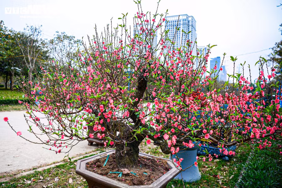 Cuối tháng 1, thị trường hoa cảnh tại Hà Nội trở nên sôi động với sự xuất hiện của nhiều loại đào phục vụ nhu cầu chơi Tết của người dân. Bên cạnh đào Nhật Tân truyền thống hay đào rừng, vài năm gần đây, những gốc đào cổ thụ được chăm sóc công phu, phủ rêu xanh ngày càng được nhiều người Hà Nội quan tâm, lựa chọn.