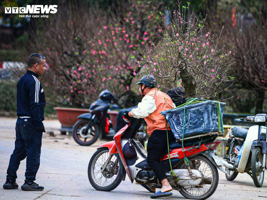 “Tôi chọn đào cổ thụ vì dáng già, có rêu nhìn rất tự nhiên. Quan trọng là cây trồng từ gốc nên hoa bền, chơi được lâu, không lo nhanh tàn như đào cành”, một khách hàng đang tìm mua đào chơi Tết chia sẻ.