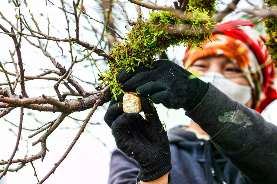 'Đào cổ thụ phải đưa về trước Tết gần một tháng để cây quen khí hậu. Sau đó, chúng tôi kiểm tra thân, gốc hằng ngày, đắp rêu và bổ sung nước đều đặn để giữ ẩm. Công đoạn này khá tỉ mỉ, nếu làm ẩu có thể ảnh hưởng đến nụ hoa”, chủ vườn đào cho biết.
