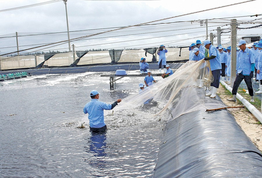 Nuôi tôm công nghệ cao của Tập đoàn Việt Úc tại xã Phù Mỹ Đông.