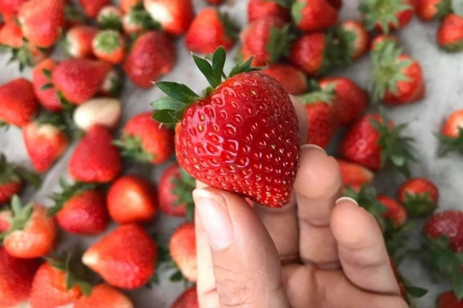 Giảm cân và đẹp da nhờ ăn dâu tây mỗi ngày.