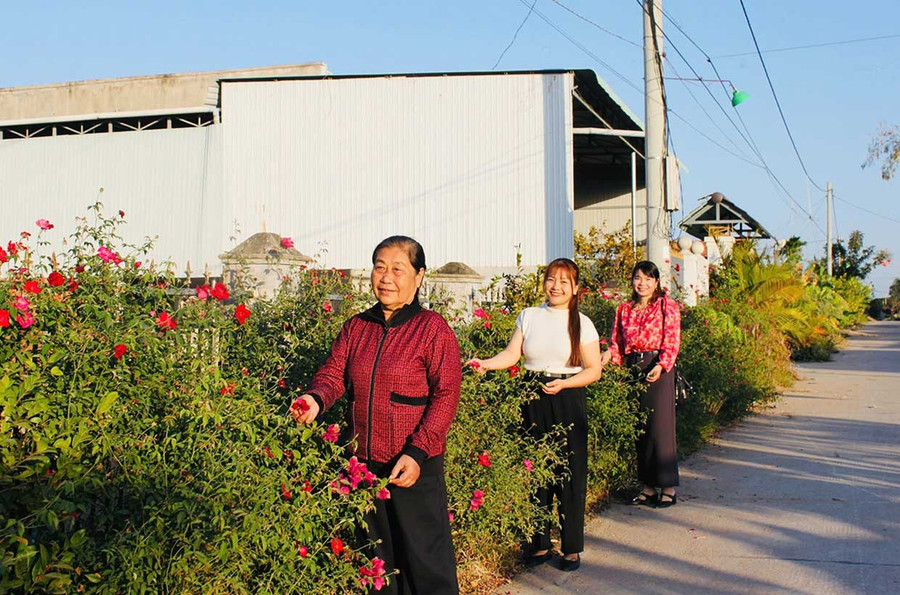 Đoạn đường hoa hồng tại thôn Thắng Lợi 2 (xã Phú Thiện) rực rỡ sắc màu mừng Đảng, mừng Xuân. Ảnh: Vũ Chi