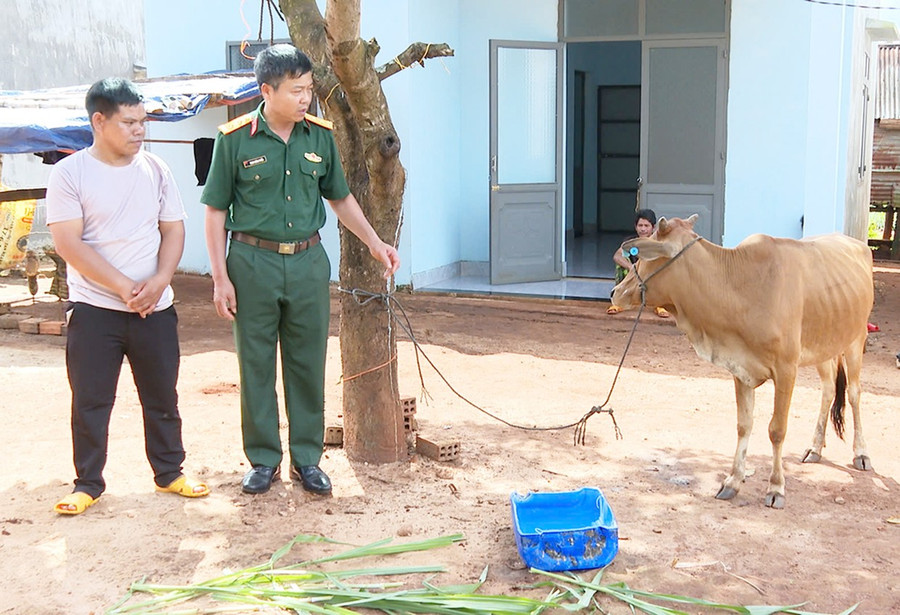 Anh Ksor Ang chăm sóc bò giống do Đoàn Kinh tế-Quốc phòng 74 trao tặng. Ảnh: R’PIÊN