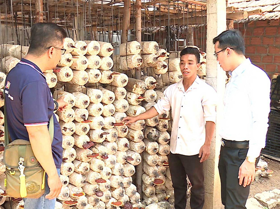 Anh Trần Quang Tiến (ở giữa) giới thiệu quy trình làm nấm tại cơ sở sản xuất nấm của HTX Nông nghiệp Hữu cơ Agribio. Ảnh: Việt Lợi them4.jpg