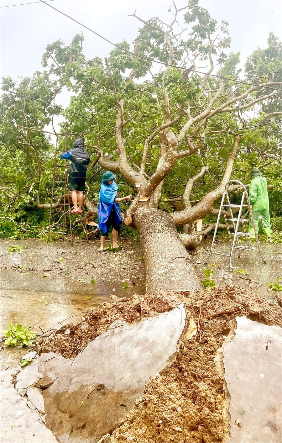 Lực lượng chức năng tỉnh Hà Tĩnh cắt tỉa, dọn cây đổ ngã để đảm bảo giao thông sau bão số 5. Ảnh: DƯƠNG QUANG Lực lượng chức năng tỉnh Hà Tĩnh cắt tỉa, dọn cây đổ ngã để đảm bảo giao thông sau bão số 5. Ảnh: DƯƠNG QUANG