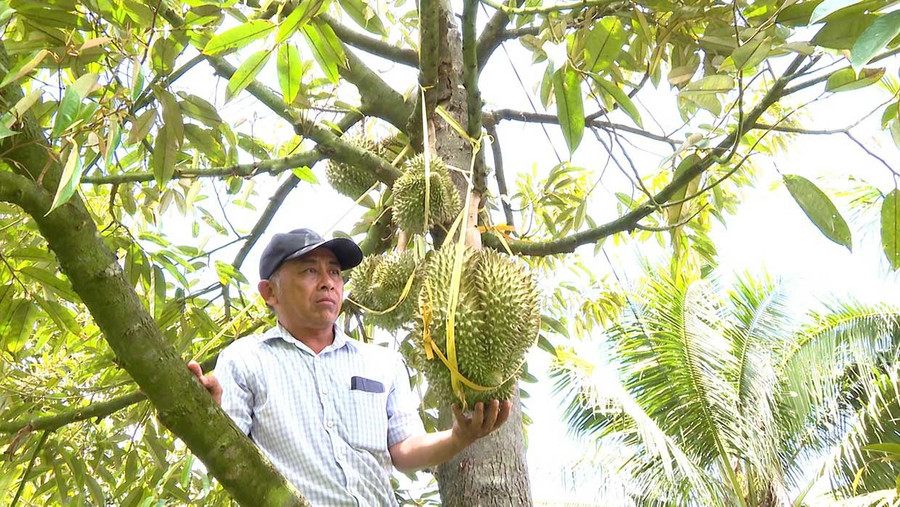 Kim Sơn chú trọng phát triển kinh tế nông nghiệp gắn với sản phẩm chủ lực như bưởi da xanh, mít Thái, dừa xiêm, sầu riêng. Ảnh: ĐVCC bg5-1.jpg