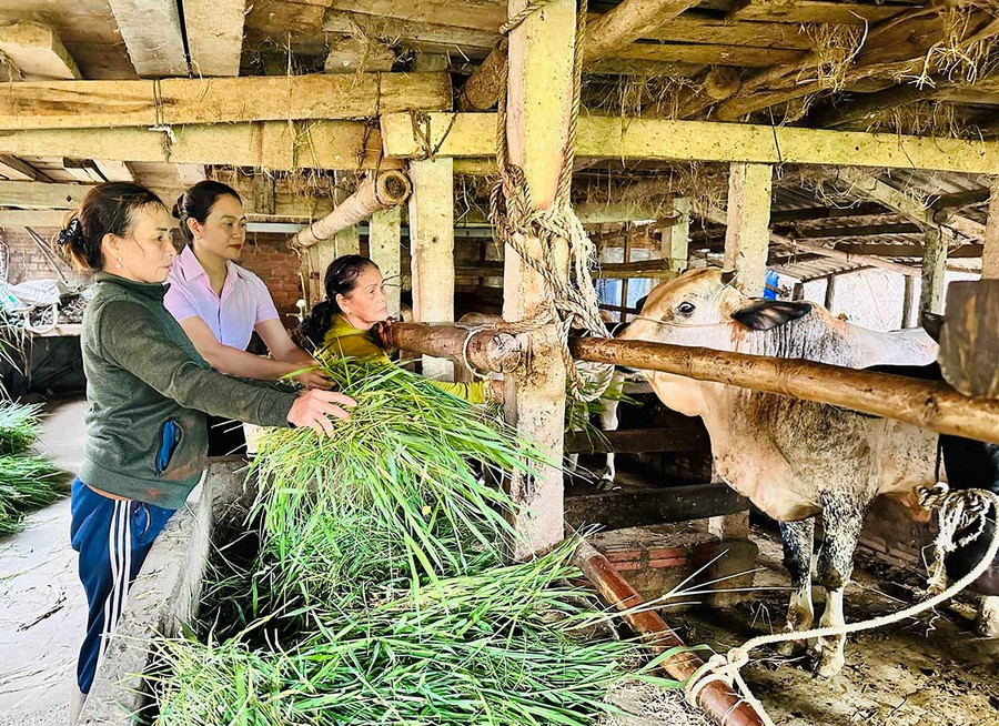Nhờ vay các nguồn vốn hỗ trợ, bà Tạ Thị Nguyệt (bìa trái) đầu tư chăn nuôi bò, heo, trồng mai cho hiệu quả kinh tế cao. Ảnh: D.Đ bg7-1.jpg