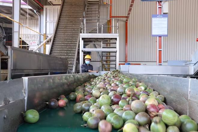 Dây chuyền sản xuất chanh leo của Công ty TNHH Quicornac (xã Trà Đa, thành phố Pleiku, tỉnh Gia Lai) năm 2023. (Ảnh: Hồng Điệp/TTXVN)