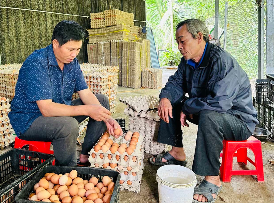Ông Lê Thiệu (bìa trái) thu hoạch trứng gà tại trại chăn nuôi. Ảnh: D.Đ them2.jpg