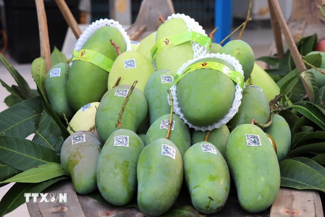 Xoài tượng da xanh An Giang xuất sang thị trường Australia và Hoa Kỳ. (Ảnh: Thanh Sang/TTXVN) Xoài tượng da xanh An Giang xuất sang thị trường Australia và Hoa Kỳ. (Ảnh: Thanh Sang/TTXVN)