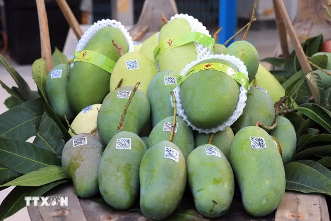 Xoài tượng da xanh An Giang xuất sang thị trường Australia và Hoa Kỳ. (Ảnh: Thanh Sang/TTXVN)