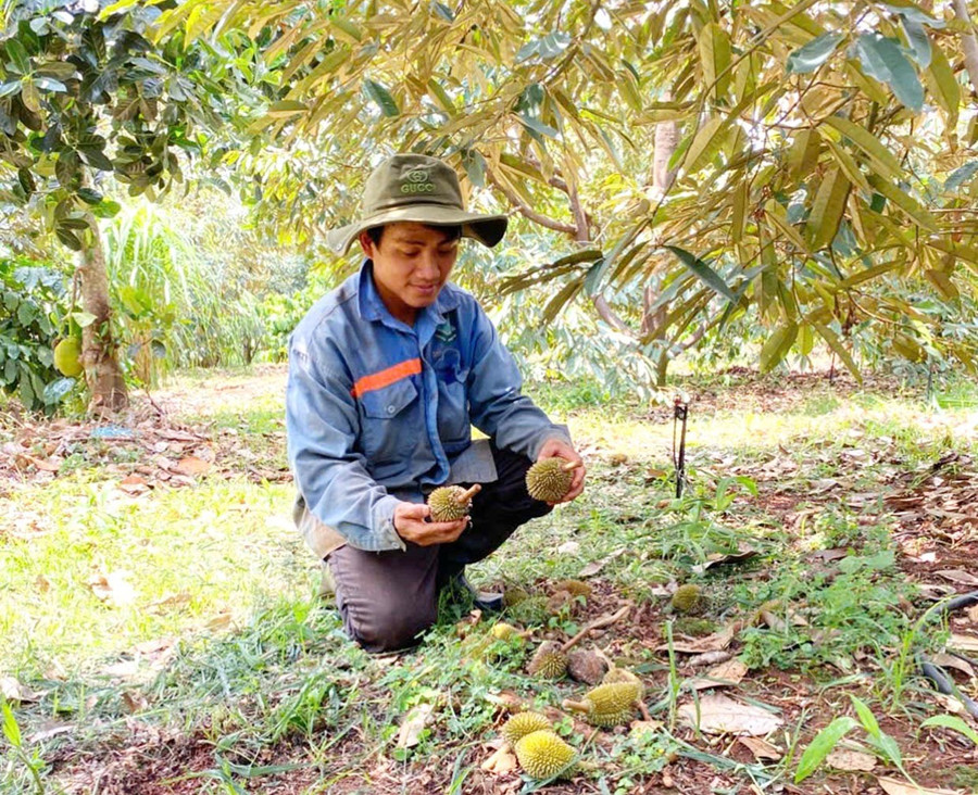 Anh Nguyễn Thiện Nhật (thôn Hòa Lộc, xã Ia Phang, huyện Chư Pưh) buồn bã bên vườn sầu riêng bị rụng quả do ảnh hưởng của thời tiết. Ảnh: Q.T 2sr.jpg