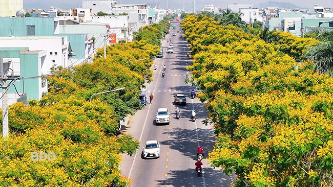 Hoa lim xẹt nở rộ trong nắng đầu hè, nhuộm vàng cả con đường Lê Thanh Nghị. 1l.jpg