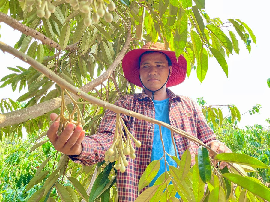 លោក Ro Cham Tuy (ភូមិ Phung ឃុំ Ia Mo Nong ស្រុក Chu Pah) រំភើបចិត្តនៅពេលដែលសួនធុរេនរបស់គាត់លូតលាស់បានល្អ ដោយសារការអនុវត្តដំណើរការ VietGAP ។ រូបថត៖ M.K 3t-8259.jpg
