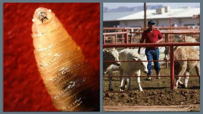 Hình ảnh ký sinh trùng và gia súc bị giam giữ trong chuồng tại cửa khẩu biên giới Jeronimo-Santa Teresa ở Ciudad Juarez, Mexico. Ảnh: USDA/Nguồn SGGPO kysinh-trung.jpg