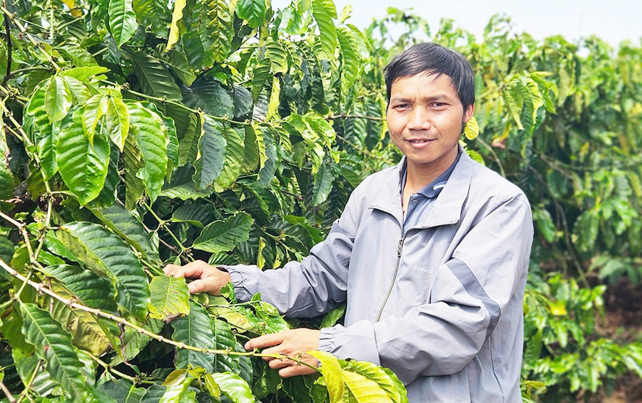 Ông Ning chăm sóc vườn cà phê. Ảnh: Đ.L 1bg.jpg