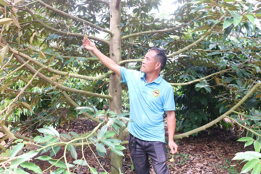 Dù đã phải “làm hoa” đợt 3 nhưng vườn sầu riêng của ông Nguyễn Thế Minh (xã Nghĩa Hòa, huyện Chư Păh) cũng không mấy khả quan. Ảnh: Q.T 1sr.jpg