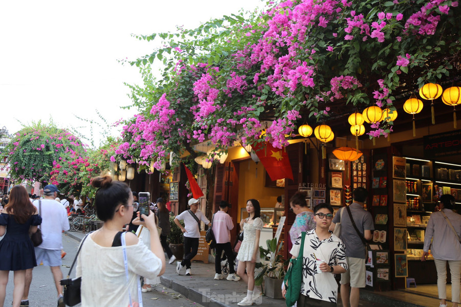 Bạn trẻ thích thú check in bên những giàn hoa giấy trên tuyến phố cổ Hội An . Ảnh: Hoài Văn Bạn trẻ thích thú check in bên những giàn hoa giấy trên tuyến phố cổ Hội An . Ảnh: Hoài Văn