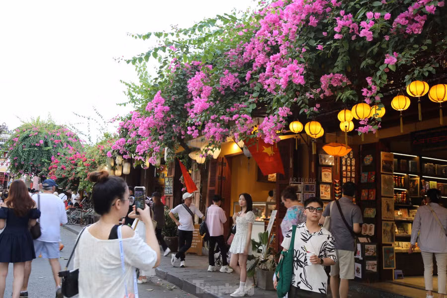 Bạn trẻ thích thú check in bên những giàn hoa giấy trên tuyến phố cổ Hội An . Ảnh: Hoài Văn