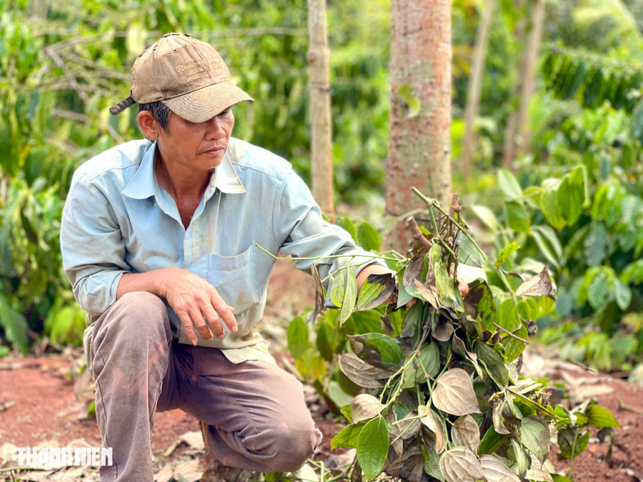 Ông Thảo cầm trên tay những cành hồ tiêu còn sót lại. ẢNH: HỮU TÚ Ông Thảo cầm trên tay những cành hồ tiêu còn sót lại. ẢNH: HỮU TÚ