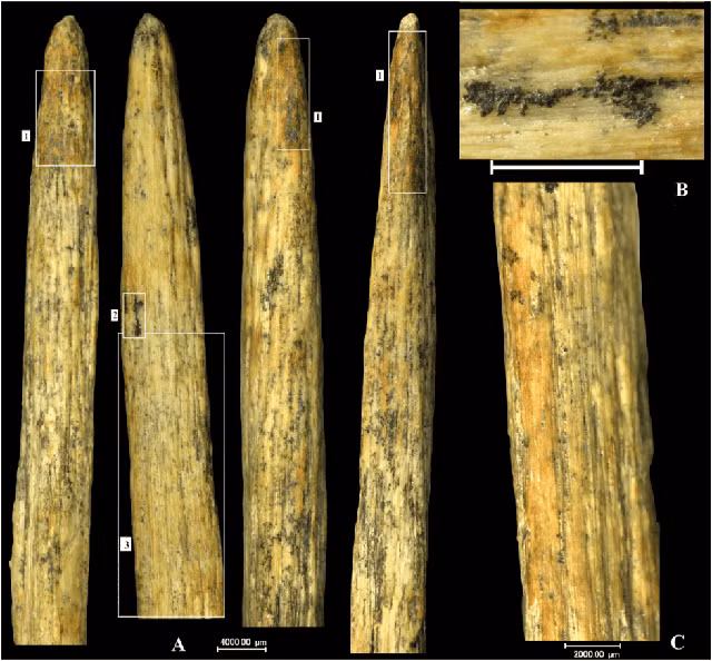 Mũi giáo xương được tìm thấy ở Nga, chụp theo các góc độ khác nhau - Ảnh: Journal of Archaeological Science