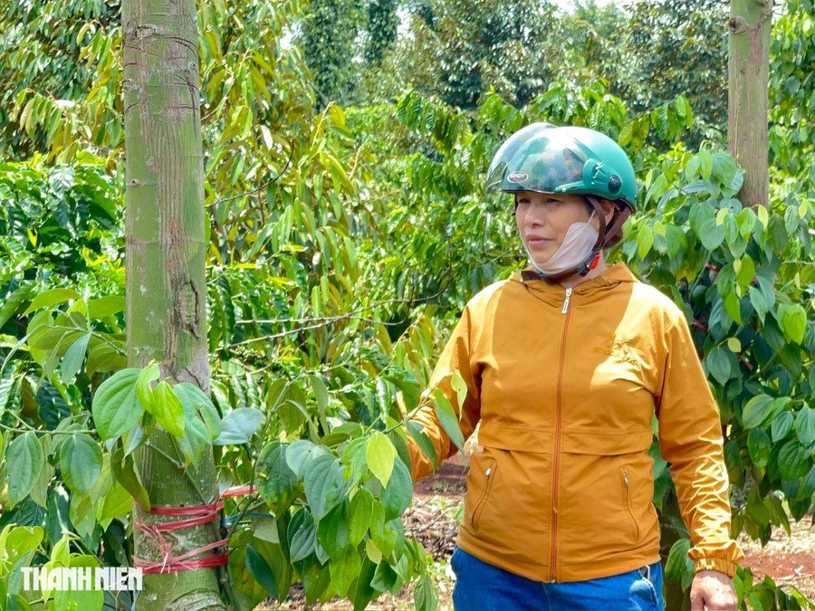 Bà Tuyết bên trụ hồ tiêu bị kẻ gian đột nhập, chặt phá. ẢNH: HỮU TÚ Bà Tuyết bên trụ hồ tiêu bị kẻ gian đột nhập, chặt phá. ẢNH: HỮU TÚ