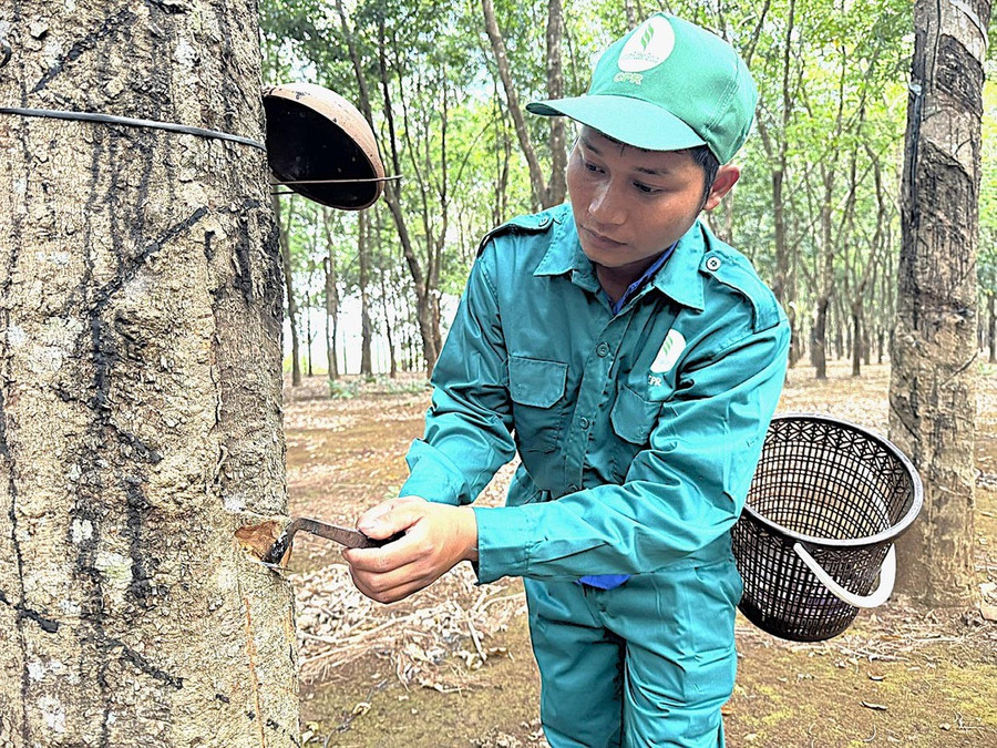 Anh Kpuih HMin khai thác mủ cao su. Ảnh: H.Đ.T 1hdt.jpg