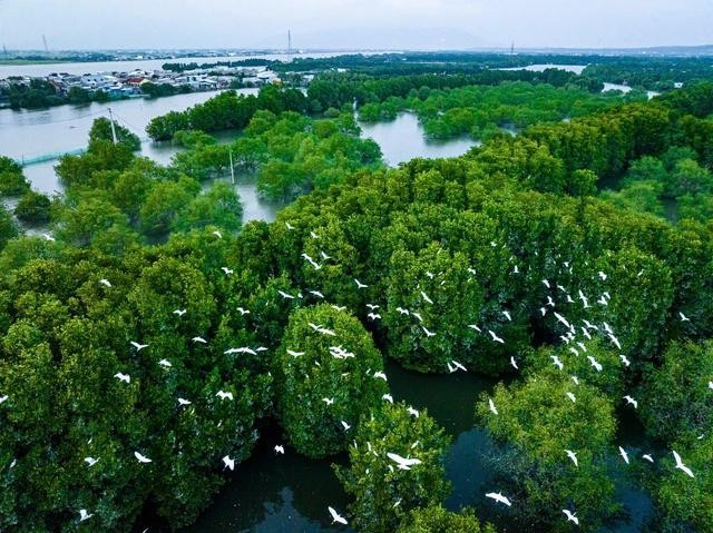 Nhiều chim, cò trú ngụ ở đầm Thị Nại Nhiều chim, cò trú ngụ ở đầm Thị Nại