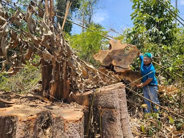 Trên các thân và gốc cây chưa có kí hiệu kiểm tra của các cơ quan chức năng. ẢNH: TRIỆU THANH