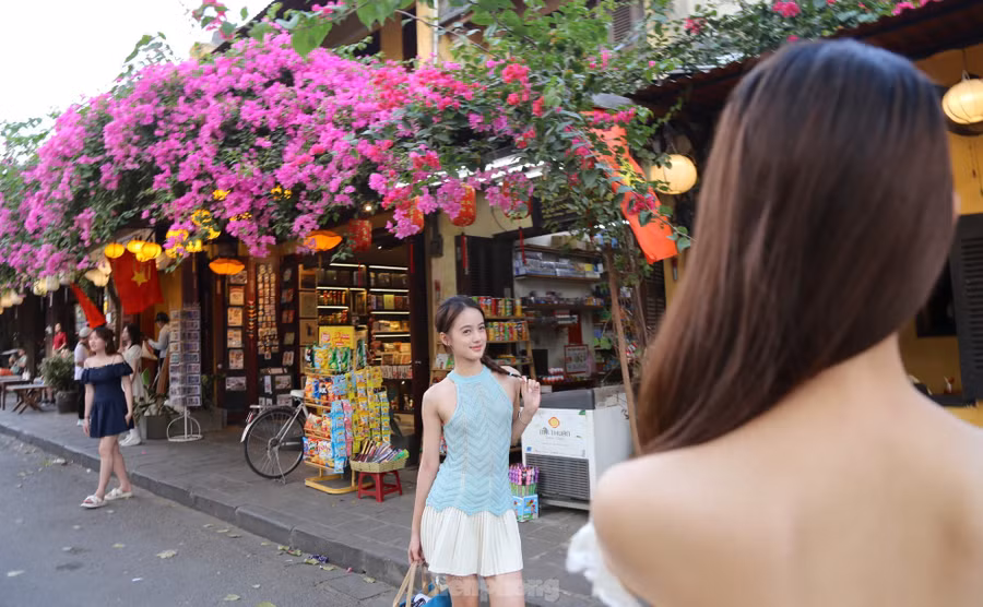 Hoa giấy trở thành "đặc sản" của Hội An vào mùa hè. Ảnh: Hoài Văn