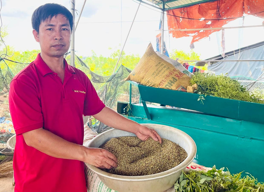 2 năm gần đây, dù quá trình trồng, chăm sóc và thu hoạch hoa hòe đều thuê nhân công nhưng trừ chi phí, mỗi năm anh Sỹ vẫn lãi 600 triệu đồng từ 4 ha hoa hòe cho thu đại trà. Ảnh: N.H 2bg-6113.jpg