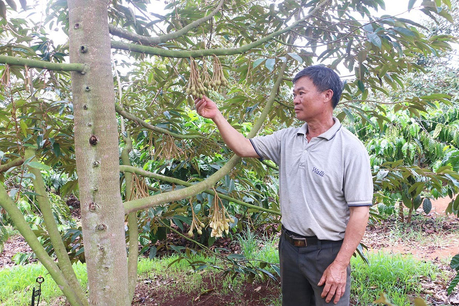 Vườn sầu riêng của ông Lê Hùng cũng phải "làm hoa" đợt 3 nhưng nguy cơ mất mùa rất cao vì thời điểm thu hoạch sẽ gặp mưa nhiều, cơm sầu riêng dễ bị sượng. Ảnh: Q.T 33.jpg