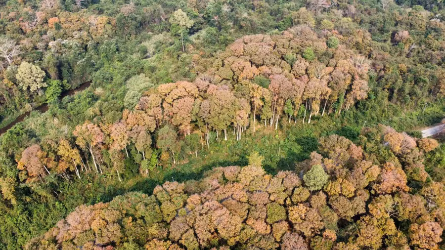 Hệ sinh thái rừng bằng lăng Ya Book đẹp mê mẩn trong mùa thay lá. ẢNH: XUÂN THỦY