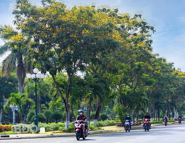 Những chùm hoa rực rỡ nổi bật trên nền trời xanh biếc - khung cảnh khiến ai đi ngang cũng chậm bước. 4l.jpg