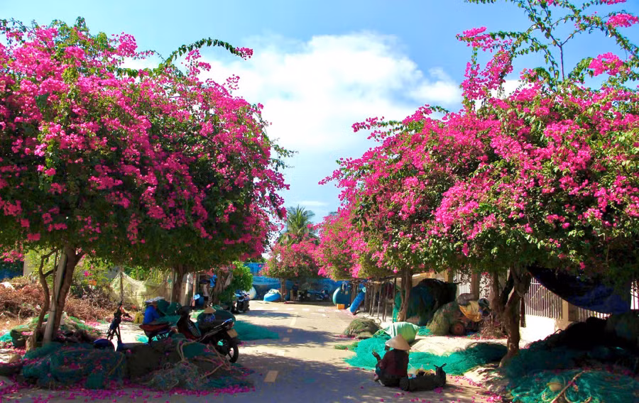 Phường Vĩnh Trường có những con đường được phủ kín bằng hoa giấy. Những chùm hoa giấy khoe sắc hồng dịu dàng khiến người nhìn không khỏi xao xuyến.