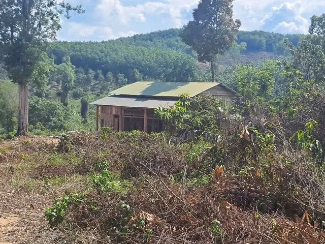 Căn nhà gỗ được dựng trên khu rừng vừa bị phá. ẢNH: TRIỆU THANH