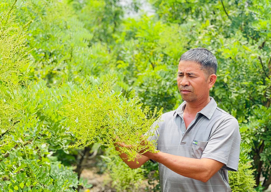Ông Nguyễn Văn Hùng (thôn Thái Hà) bên vườn hoa hòe của gia đình. Ảnh: N.H 1bg.jpg